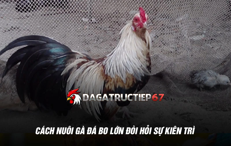 Cách nuôi gà đá bo lớn đòi hỏi sự kiên trì và am hiểu sâu sắc