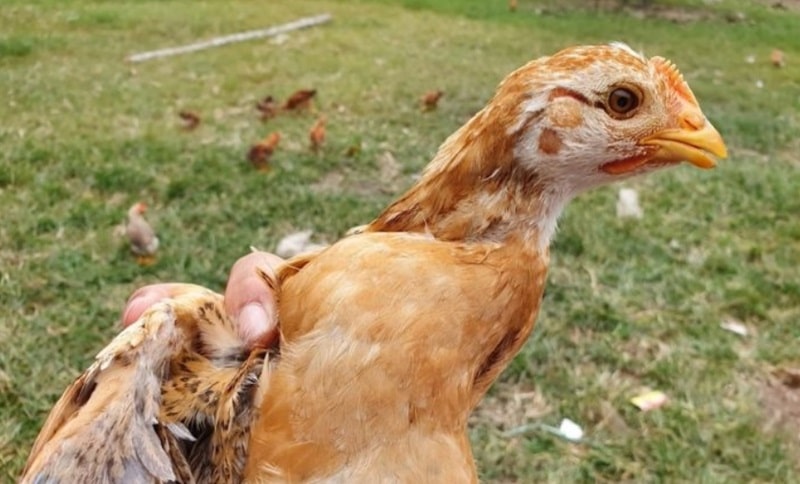 Sử dụng thuốc đặc trị là cách chữa gà đá bị khò khè hiệu quả