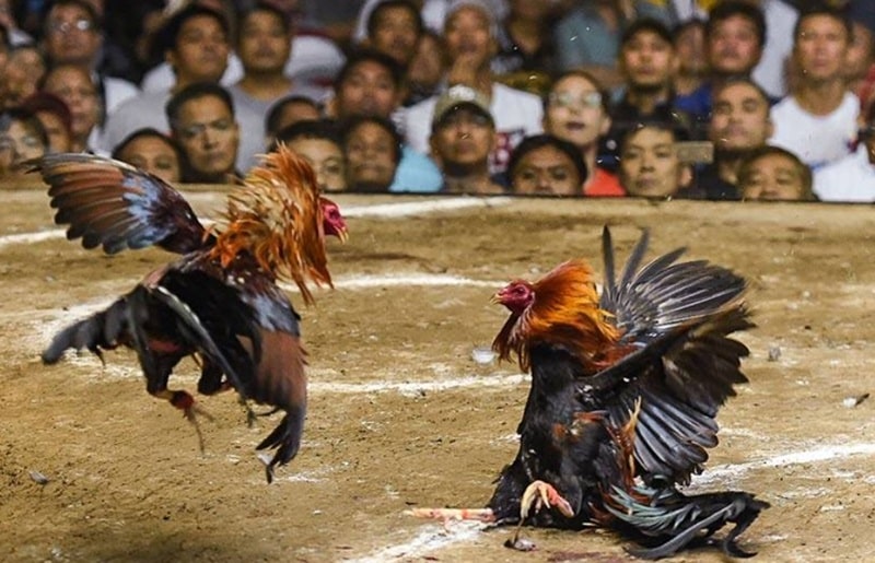 Đá Gà Trực Tiếp là nền tảng phát trực tiếp đá gà Thomo tốt nhất hiện nay