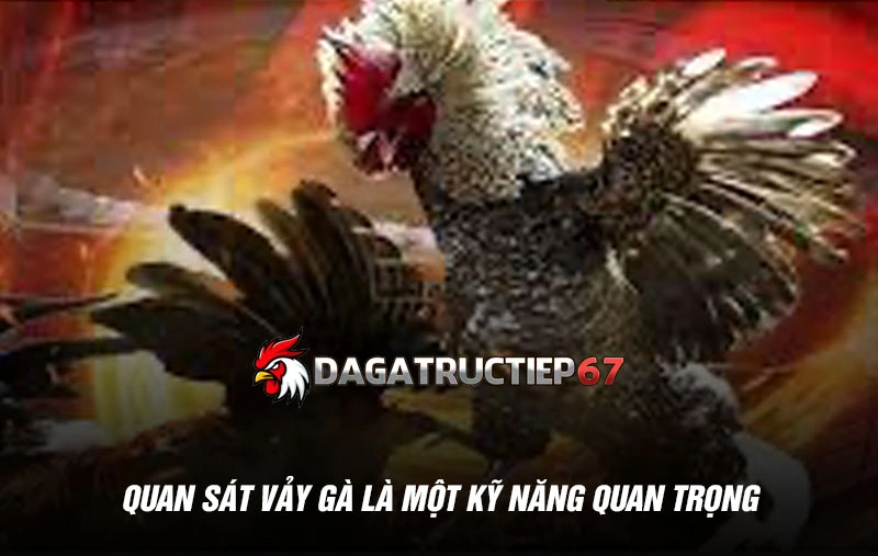 Quan sát vảy gà là một kỹ năng quan trọng