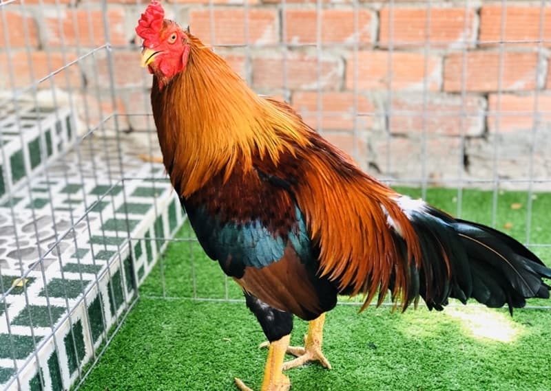 Thóc chính là nguồn dinh dưỡng cơ bản nhất của gà chọi