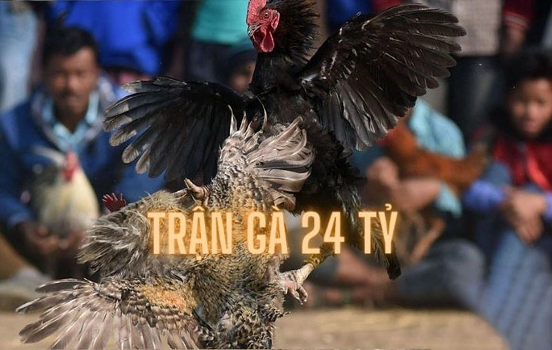 Khoảnh khắc quyết định của trận đá gà 24 tỷ