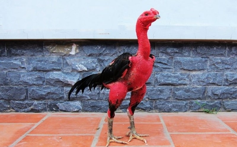 Tùy vào thể trạng mà anh em cần áp dụng cách vần gà chọi chiến sao cho hợp lý