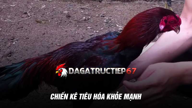 Chiến kê tiêu hóa khỏe mạnh