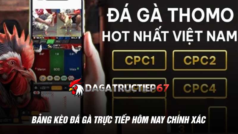 Bảng kèo đá gà trực tiếp hôm nay chính xác